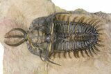 Short-Fork Walliserops Hammi Trilobite - Foum Zguid, Morocco #316431-1